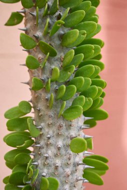 Alluaudia Procera keskin gövdesi. Yakın çekim.