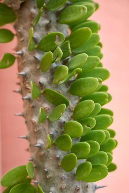 Alluaudia Procera keskin gövdesi. Yakın çekim.