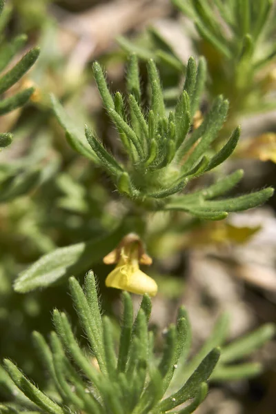 Ajuga chamaepity, kapat.