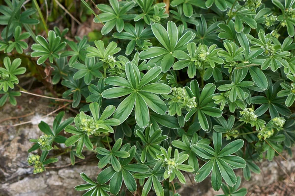 Świeże Liście Roślin Alchemilla Alpina — Zdjęcie stockowe