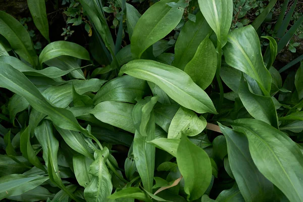 Follaje Fresco Plantas Alisma Plantago Aquatica — Foto de Stock