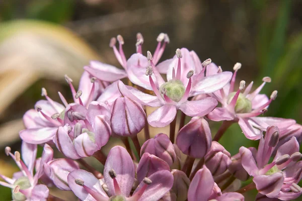 Allium Nigrum Plant Inflorescence — Stock Photo, Image