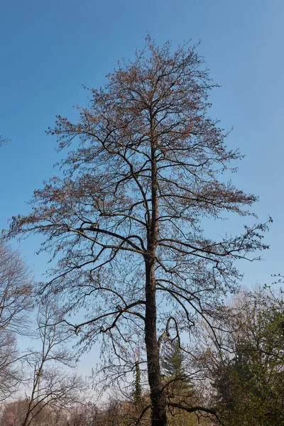 Uitzicht Alnus Glutinosa — Stockfoto