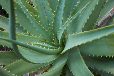 Aloe ağaç kesimleri kapanıyor