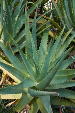 Aloe ağaç kesimleri kapanıyor