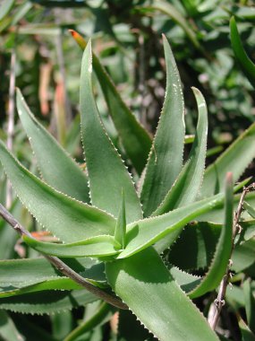 Aloe ciliaris, kapat.