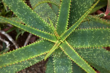 Aloe Longibracteata, kapat