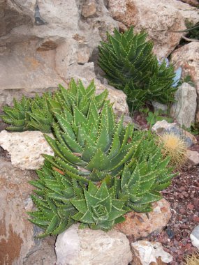 Buzlu Aloe perfoliata.