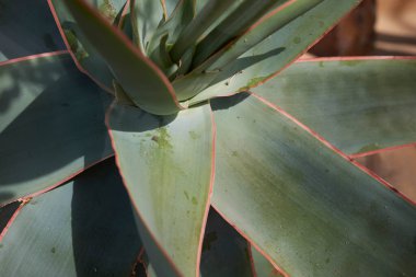 Aloe striata, kapat.