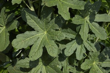 Alcea pembe ve kırmızı çiçekler