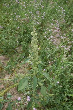 Amaranthus retroflexus bitkisinin görüntüsü