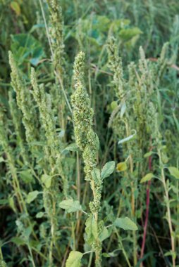 Amaranthus retroflexus bitkileri çiçek açtı