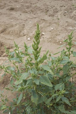 Amaranthus retroflexus bitkileri çiçek açtı