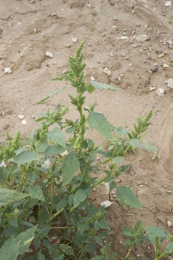 Amaranthus retroflexus bitkileri çiçek açtı