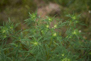  Ambrosia artemisiifolia bitkisinin görüntüsü