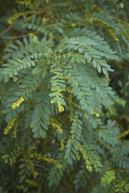 Amorpha fruticosa bitkisinin görüntüsü