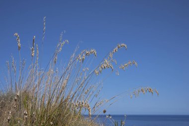 Ampelodesmos Mauritanicus bitkileri Sicilya 'da