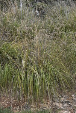 Ampelodesmos Mauritanicus bitkileri Sicilya 'da