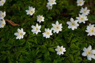 Anemone nemorosa bitkisel şişkinlik