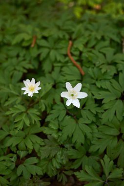 Anemone nemorosa bitkisel şişkinlik