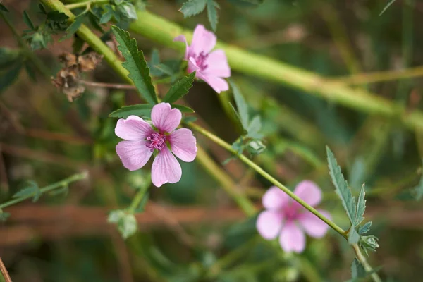 Pink Inflorescence Althea Cannabina Plant — Stock Photo, Image