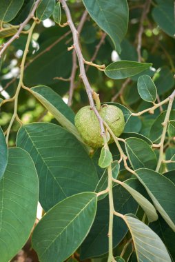 Annona Cherimola şubesini kapatın.