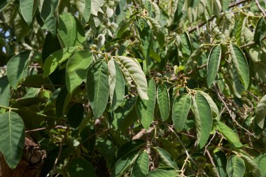 Annona Cherimola şubesini kapatın.