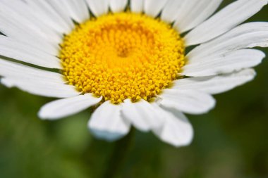 Anthem arvensis beyaz ve sarı çiçekler