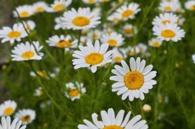 Marş arvensis bitkisinin dolgunluğudur.