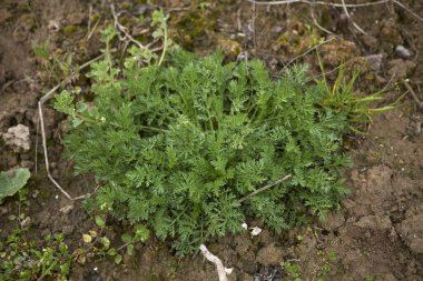 Anthem arvensis yakın çekim