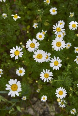 Anthemis arvensis white and yellow flowers clipart
