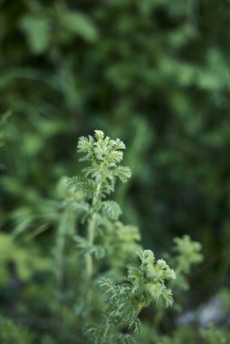 Cota tinctoria sarı çiçekler ve taze bitkiler