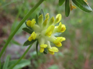Anthyllis Kırılgan bitkisinin sarı ve pembe çiçekleri