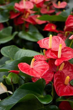Anthurium kırmızı infloresans görüntüsü
