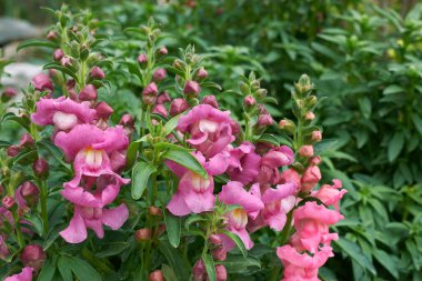 Antirrhinum majus bitki kabartması
