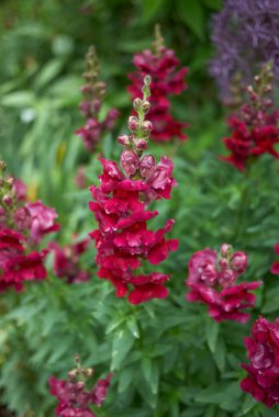 Antirrhinum majus bitki kabartması