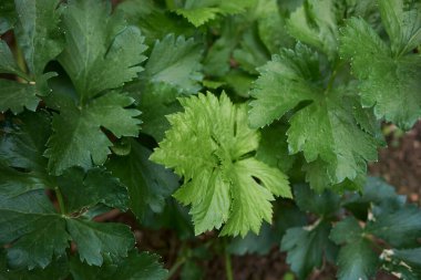 taze yeşil kereviz yaprakları 