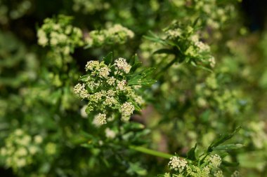 beyaz kereviz çiçekleri