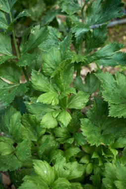 Sebze bahçesindeki kereviz bitkileri