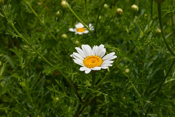 Anthemis Arvensis Flores Brancas Amarelas — Fotografia de Stock