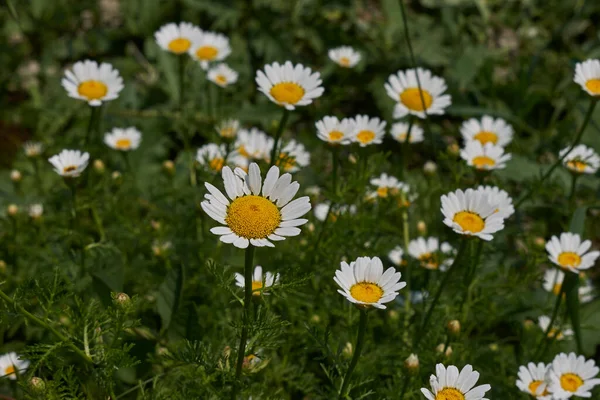 Anthemis Arvensis Flores Blancas Amarillas — Foto de Stock