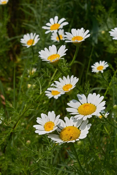 Άνθεμις Αρβένσις Λευκά Και Κίτρινα Άνθη — Φωτογραφία Αρχείου