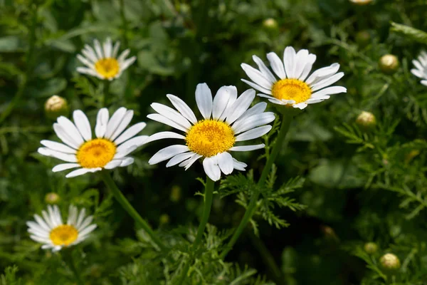 Anthemis Arvensis Białe Żółte Kwiaty — Zdjęcie stockowe