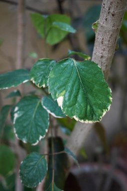 Polyscias scutellaria Yakın çekim