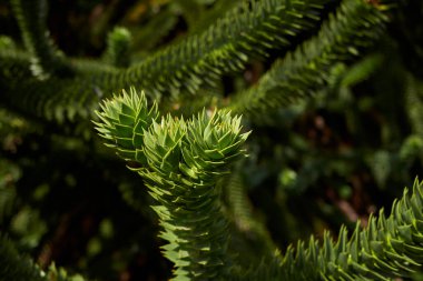Maymun yapboz ağacının görüntüsü