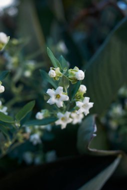 Araujia sericifera çiçek açtı