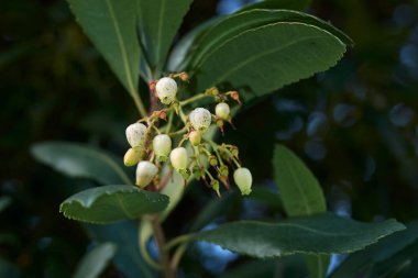 Arbutus çalı çırpı çıkar.