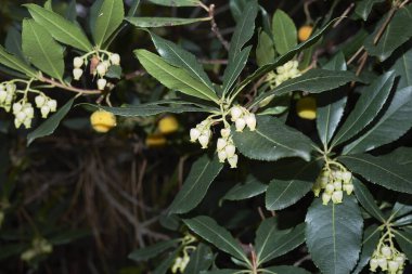 Arbutus yapraklı ve çiçekli bir dal.