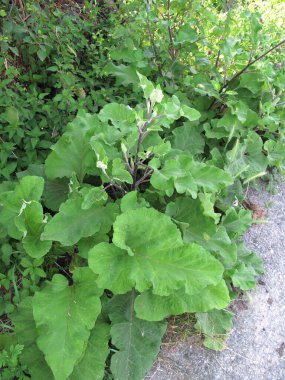 Arctium Lappa bitkisinin taze yaprakları