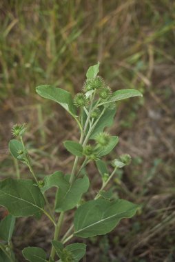 Arctium lappa bitkisinin görüntüsü